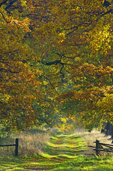 Idyllic avenue in autumn with old oak trees