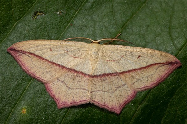 Dock moth butterfly with closed wings sitting on green leaf from behind