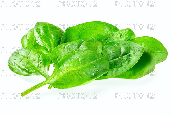 Fresh green baby spinach leaves isolated on white