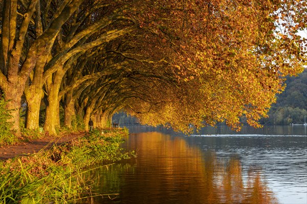 Autumnal plane tree avenue at Lake Baldeney