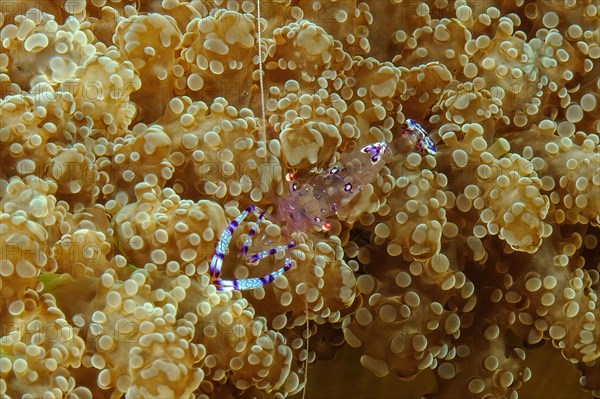 Close-up of Holthuis shrimp Anemone partner shrimp