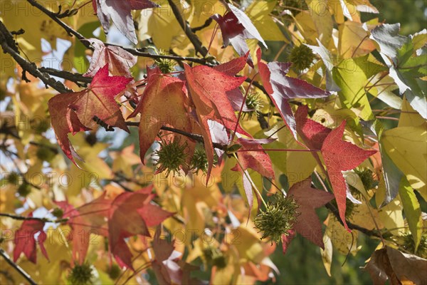 Sweetgum