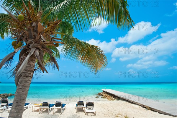 View of Caribbean beach with palm tree Coconut palm