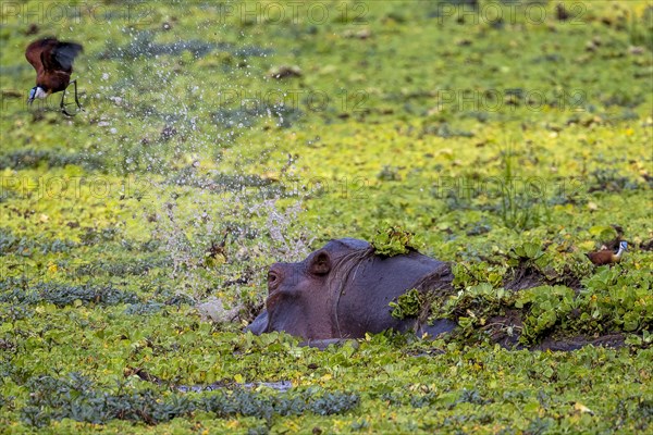 Hippopotamus