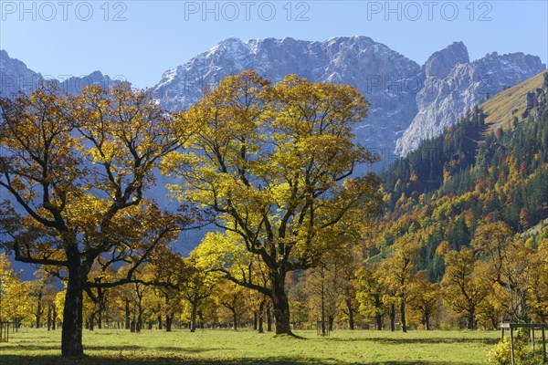 Autumn-coloured maples