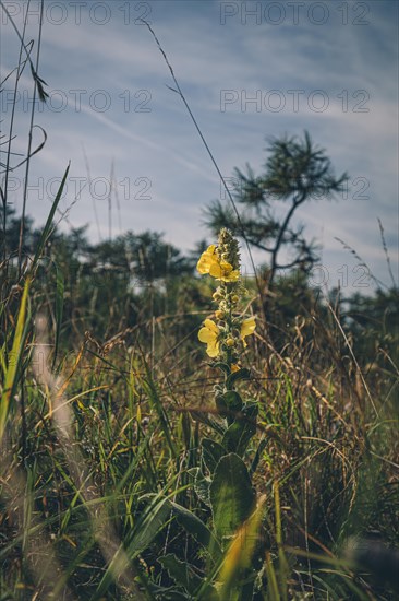 Mullein