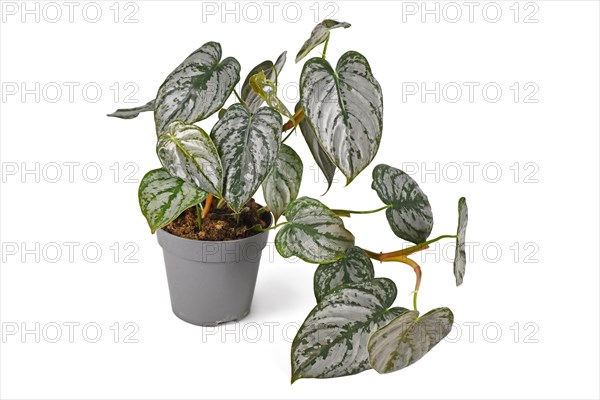 Tropical 'Philodendron Brandtianum' houseplant with silver pattern on leaves in flower pot on white background