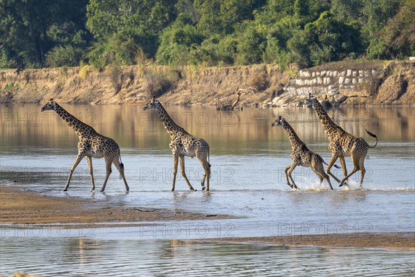 Rhodesian giraffe