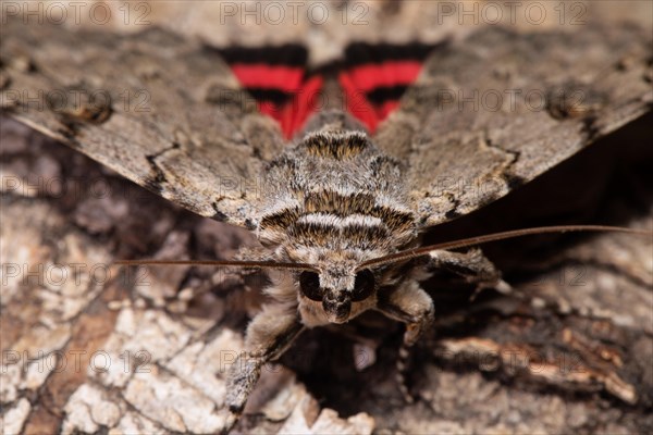 Rosy Underwing Moth with open wings sitting on tree trunk from the front