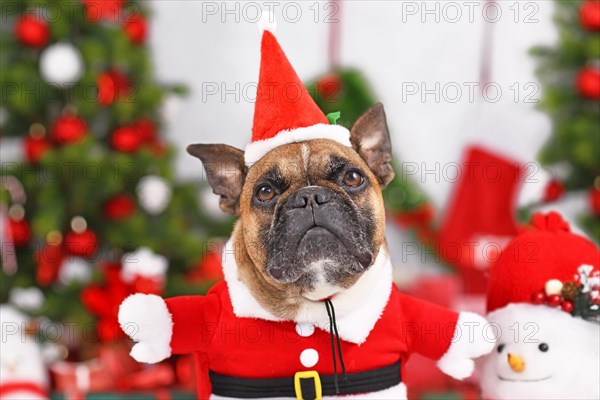 French Bulldog dog wearing Christmas Santa costume with arms in front of seasonal decoration