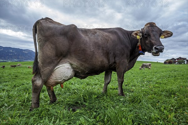 Dairy cow in the pasture