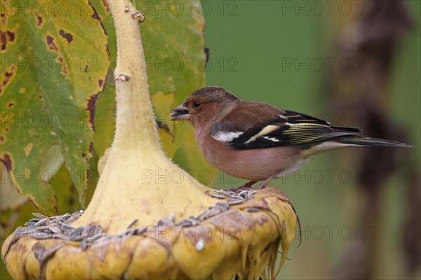 Common chaffinch