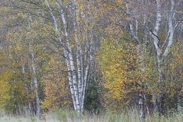 Warty birch