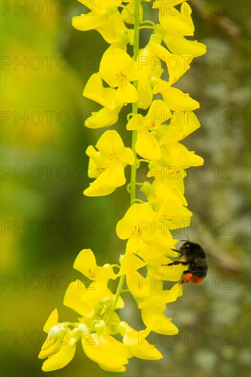 Stone bumblebee sitting next to yellow flower panicle left sighted