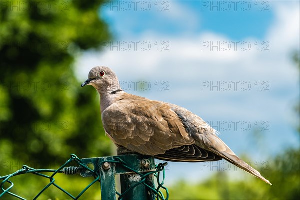 Eurasian Collared Dove