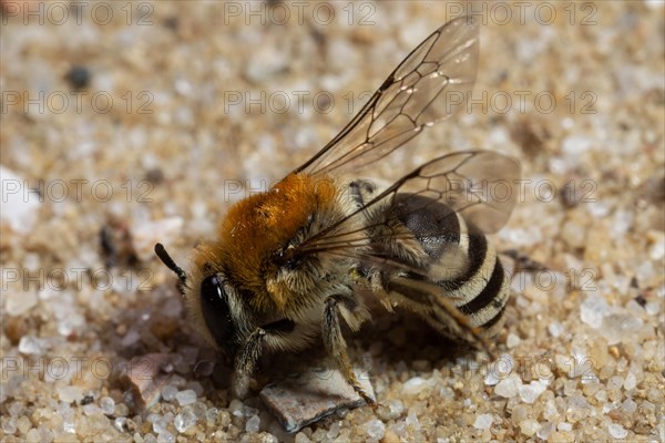 Felt-banded silky bee with open wings sitting on sandy ground looking left