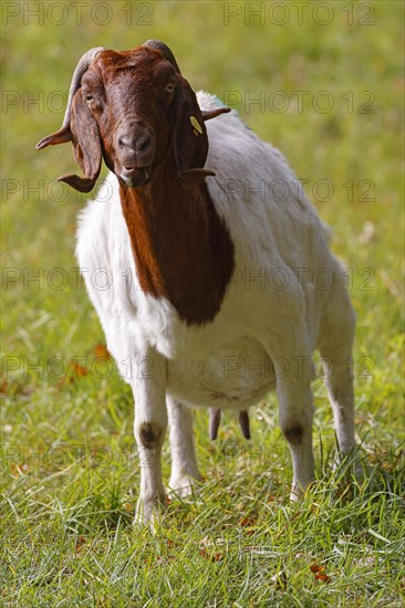 Boer domestic goat