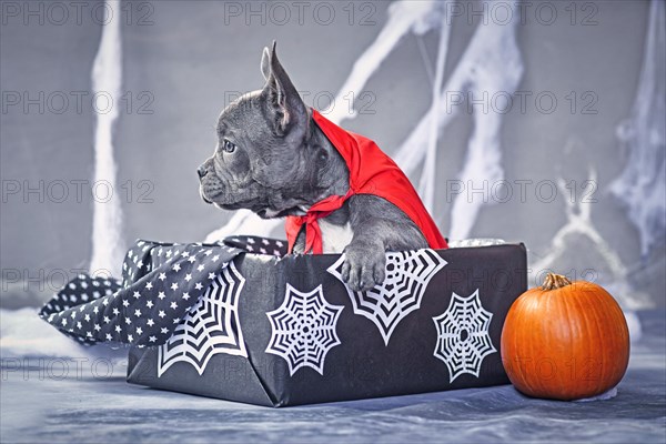 Blue French Bulldog dog wearing a vampire costume cloak sitting in Halloween box surrounded by pumpkin and spider webs