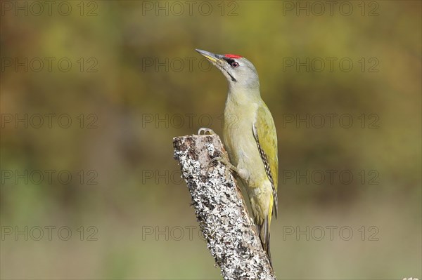 Grey-headed woodpecker