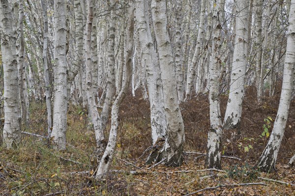 Warty birch
