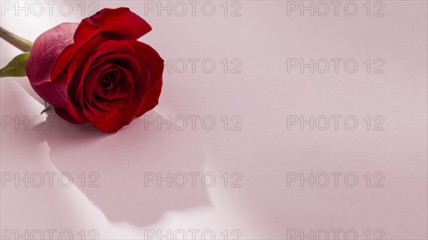 Close up view valentine s day concept with roses