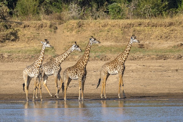 Rhodesian giraffe