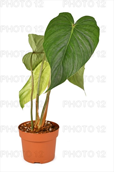 Tropical 'Philodendron Pastazanum x Sodiroi Aff' hybrid houseplant in flower pot isolated on white background