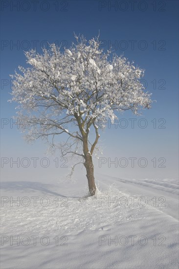 Field maple