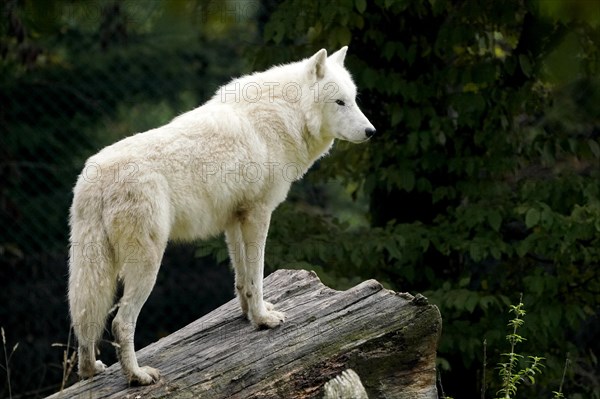 Arctic wolf