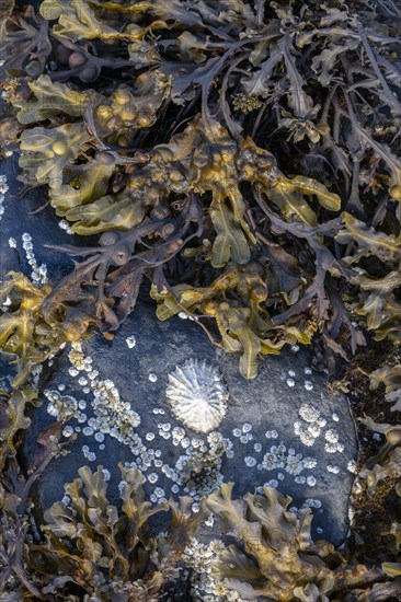 Mussels and snails at low tide