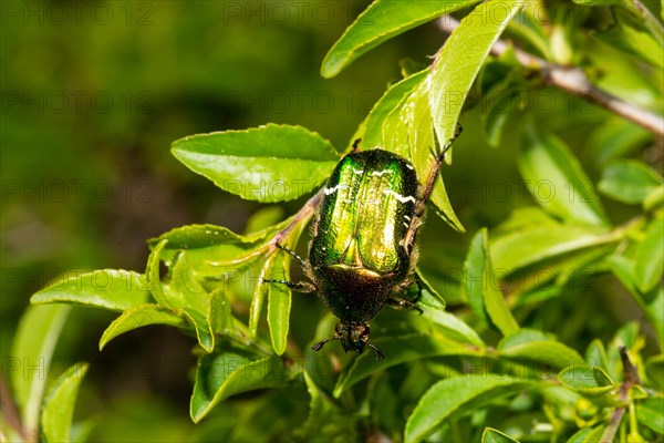 Common rose chafer sitting on green leaf looking down