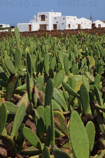 (Opuntia) plantations for the breeding of the cochineal scale insect, near Guatiza, Lanzarote, Canary Islands, Spain, Europe