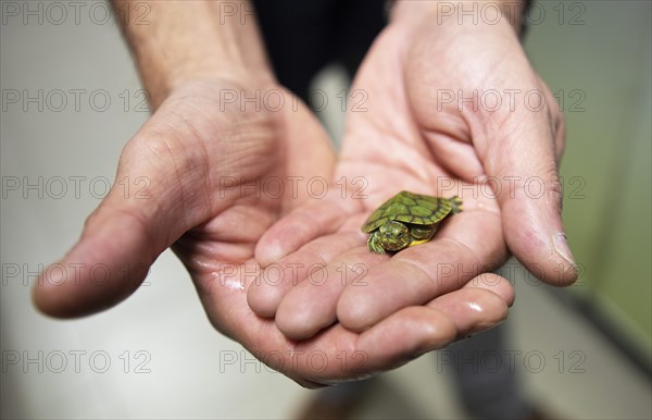 Men's hands holding a North American pond slider