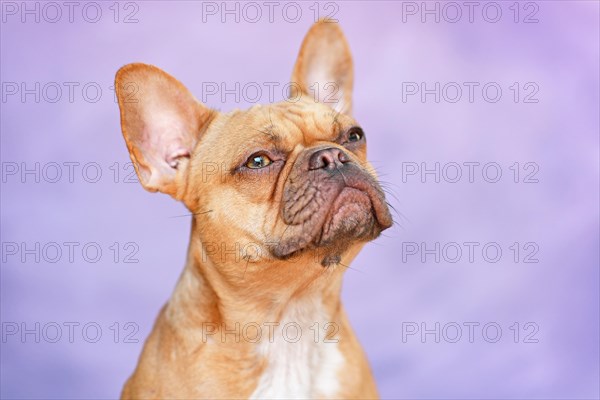 Portrait of eed French Bulldog dog in front of violet background