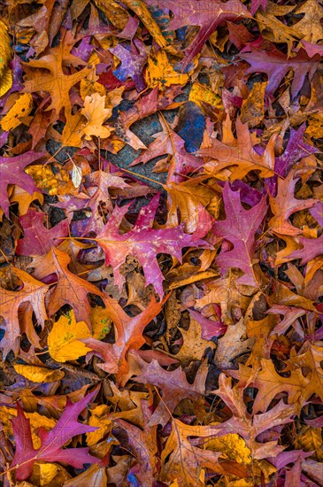 The colourful leaves of a pin oak