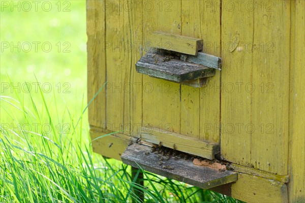 Hive with bees. Domestic bees swarm at beehive