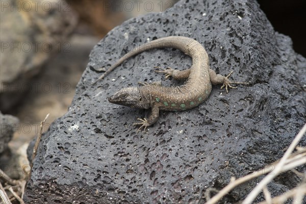 Atlantic lizard