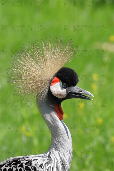 Black crowned crane