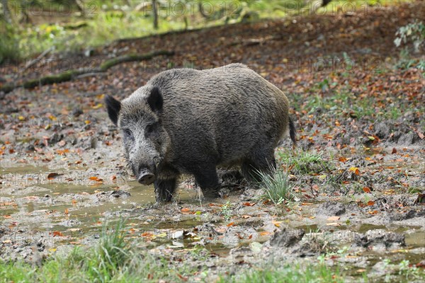 Wild boar