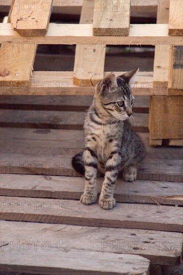 Stray cat seen in the street of the city