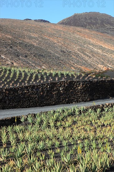 Aloe Vera Plantation at Orzola