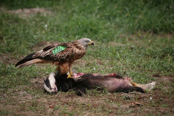 Red Kite