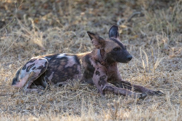 African wild dog