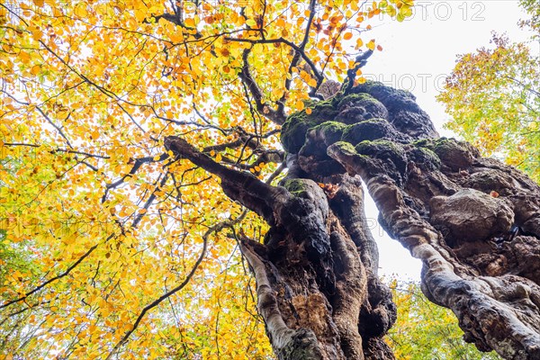 Old hute beech in autumn