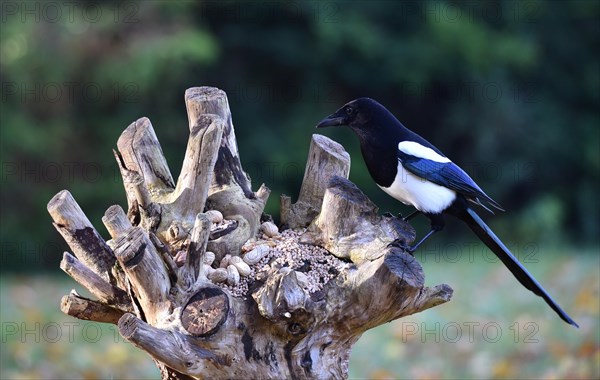 European magpie