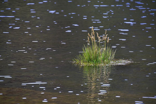 Tufts of grass in the water of a sparkling lake