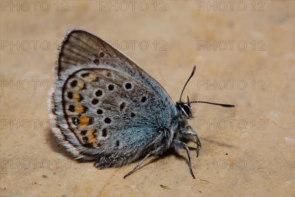 Silver-studded blue