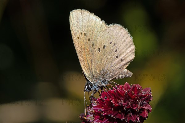 Dark meadow-headed ant-blue butterfly sitting on purple flower seen left