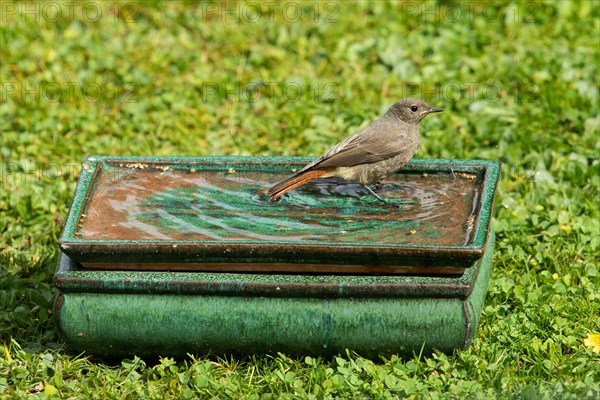 House Redstart standing in table with water in green grass right looking