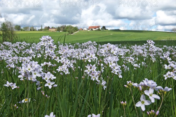 Cuckoo flower